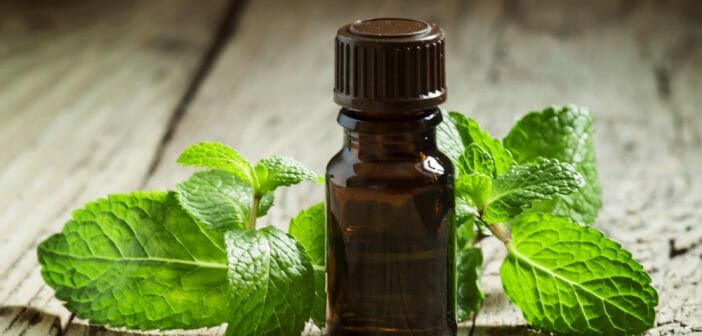 maigrir-avec-l-huile-essentielle-de-menthe-poivree