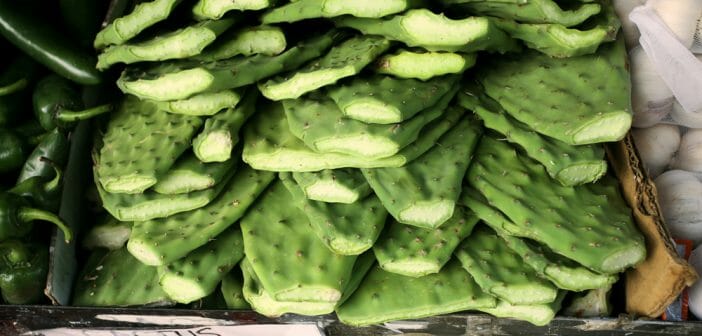 maigrir-avec-le-cactus-nopal