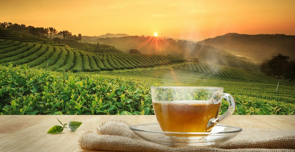 Mincir grâce à la tisane anti-cellulite