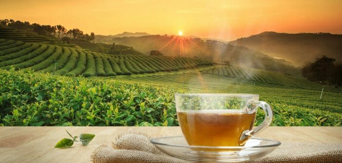 Mincir grâce à la tisane anti-cellulite