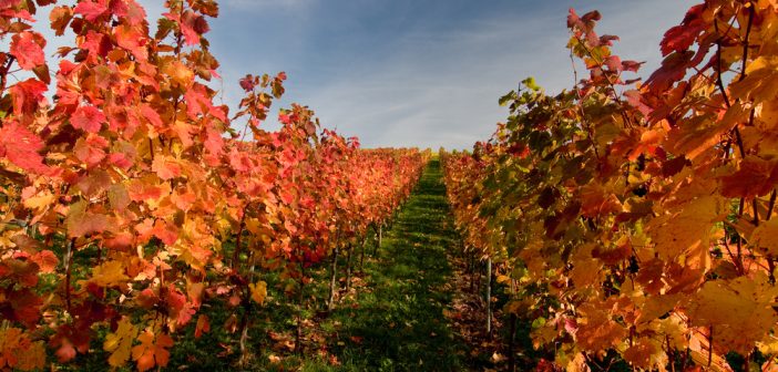 Peut-on maigrir avec la tisane aux feuilles de vigne rouge