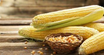 Peut-on manger du maïs pendant un régime