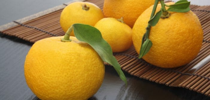 Quelles sont les vertus minceur du yuzu