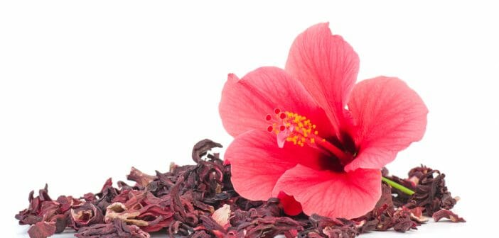 L'hibiscus pour maigrir