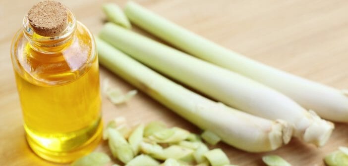 L'huile essentielle de citronnelle pour maigrir