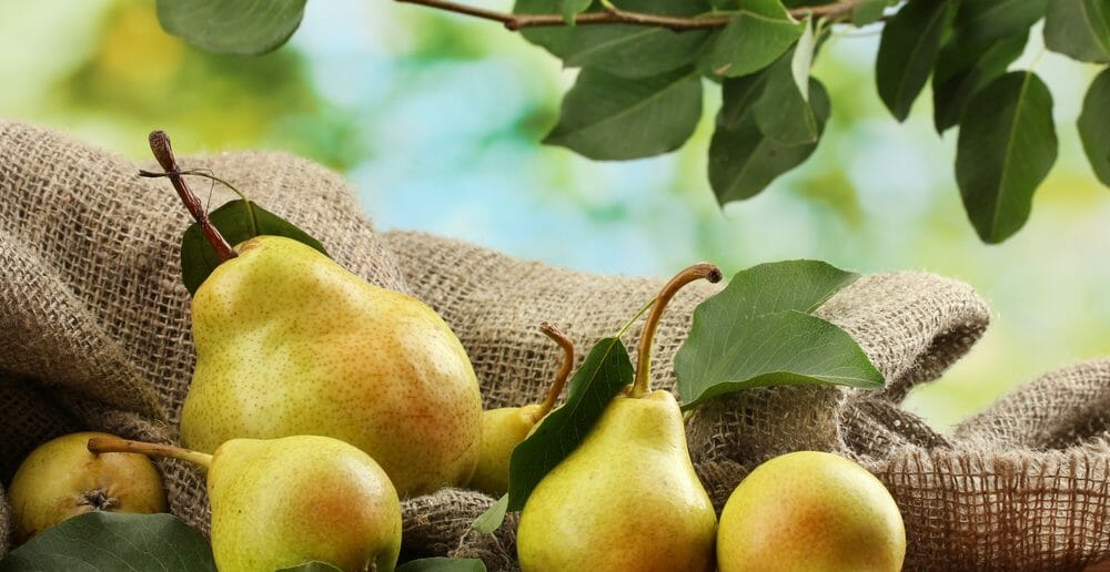 La poire, une alliée ventre plat