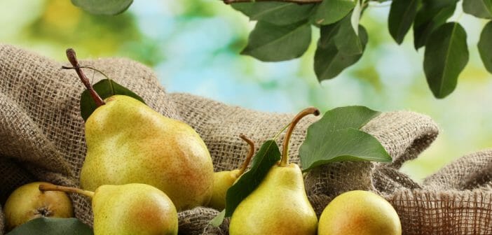 La poire, une alliée ventre plat