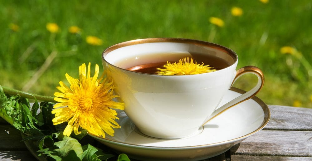 La tisane de pissenlit pour maigrir