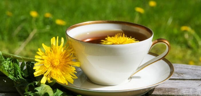La tisane de pissenlit pour maigrir