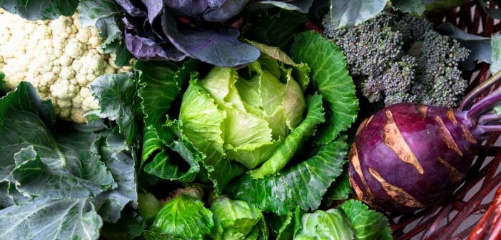 Maigrir avec l'infusion de chou