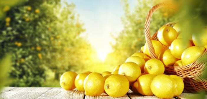 Menu pour perdre 5 kg en 1 semaine avec le citron