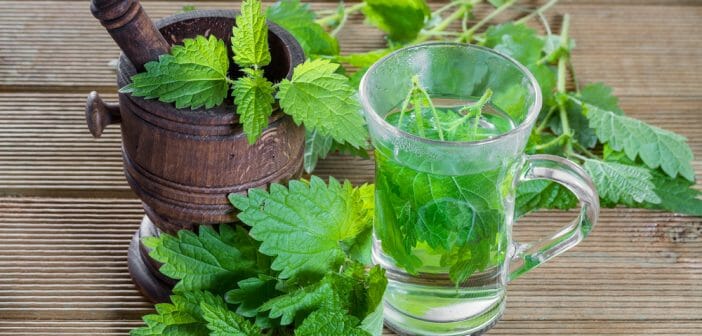 La tisane d’ortie fait-elle maigrir