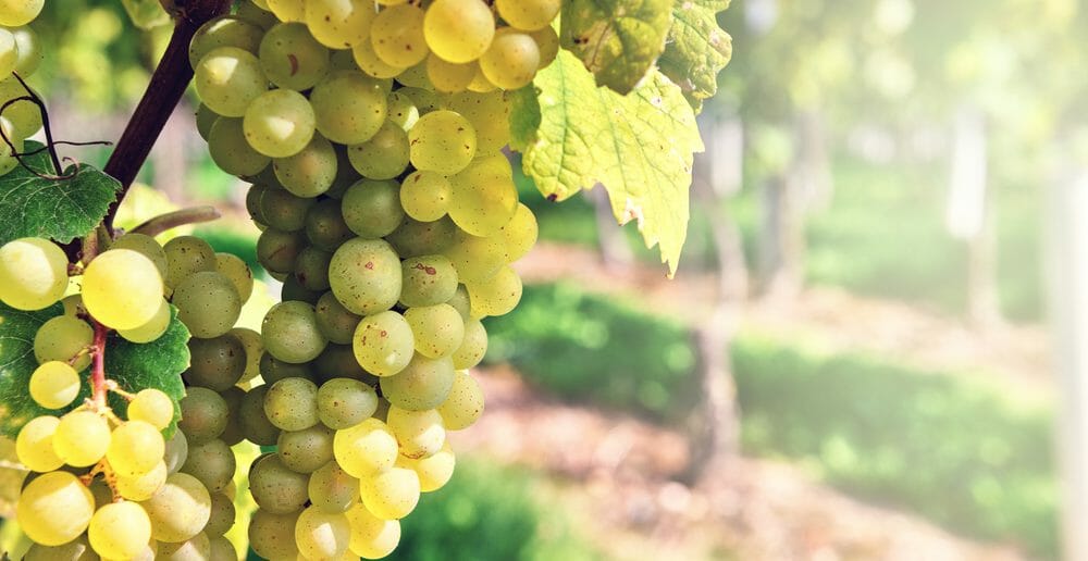 Le raisin blanc fait-il grossir