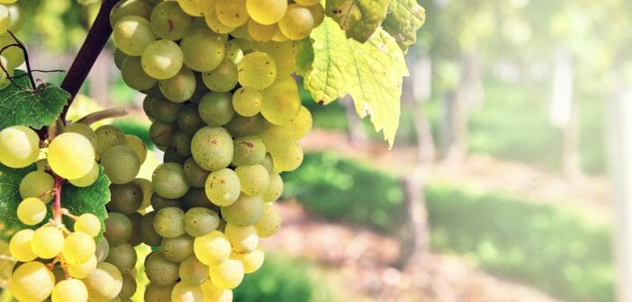Le raisin blanc fait-il grossir
