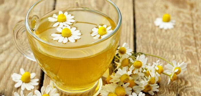 the-a-camomille-maigrir