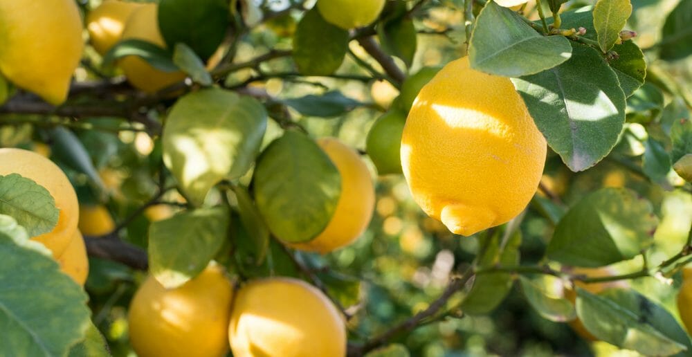 Comment maigrir en 5 jours avec le citron ?