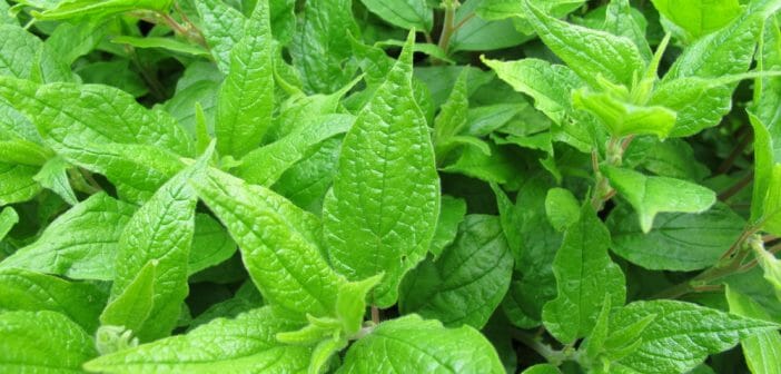 Les bienfaits diurétiques de la pariétaire