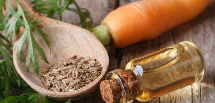 L’hydrolat de carotte : des propriétés détox ?