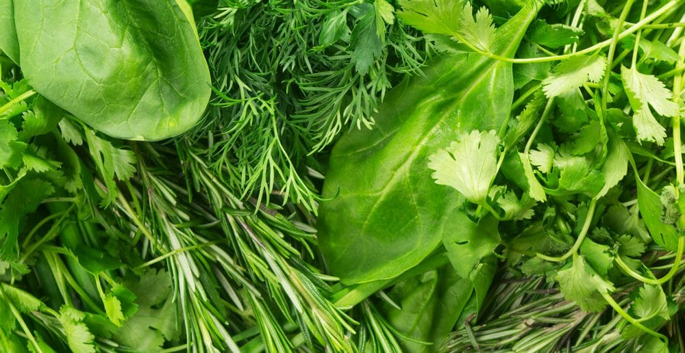 La chlorophylle fait-elle maigrir ?