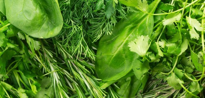 La chlorophylle fait-elle maigrir ?