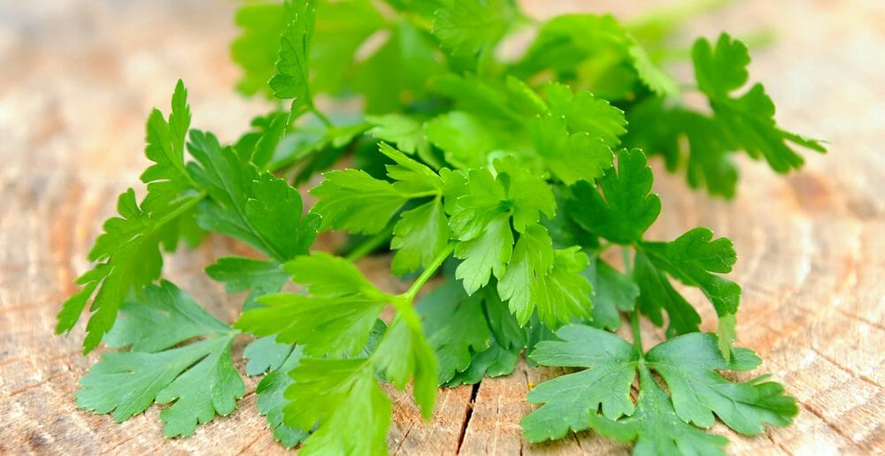 Le persil plat pour maigrir