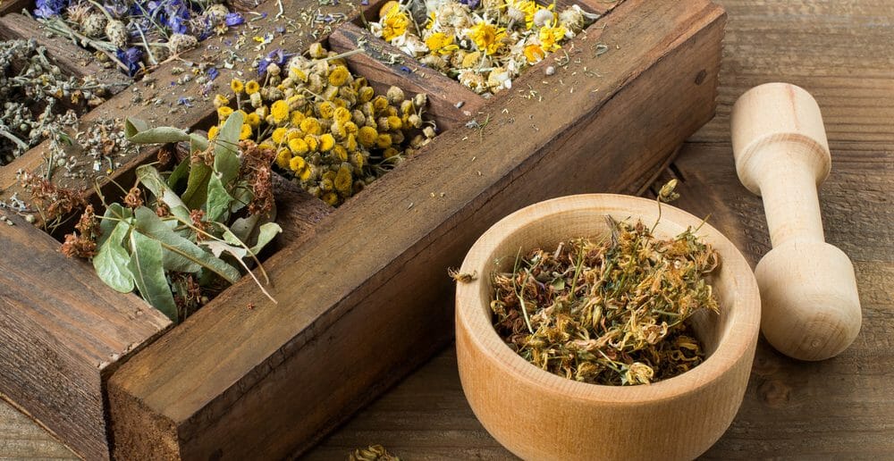 La phytothérapie pour des jambes légères