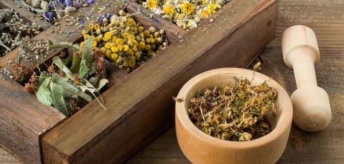 La phytothérapie pour des jambes légères