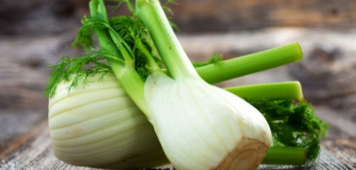 Le fenouil cru pour maigrir