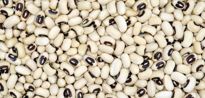 Vertus et calories des cornilles