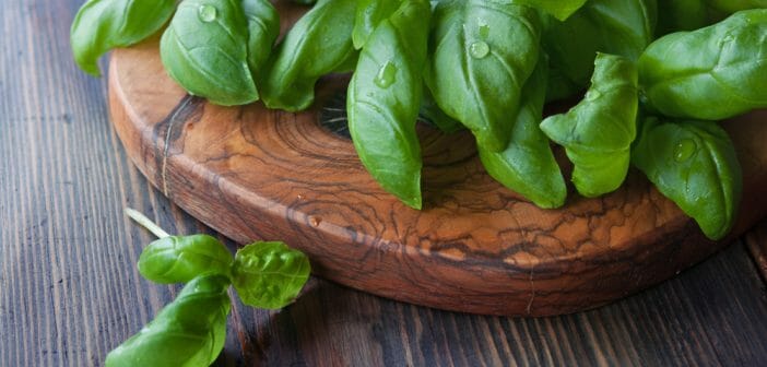 Le basilic idéal pendant la grossesse