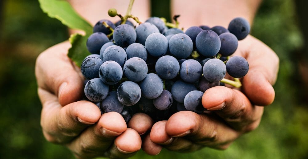 la-cure-de-raisin-est-elle-efficace-pour-maigrir