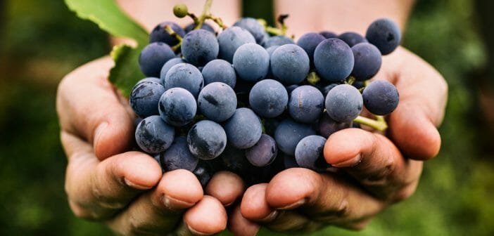 la-cure-de-raisin-est-elle-efficace-pour-maigrir