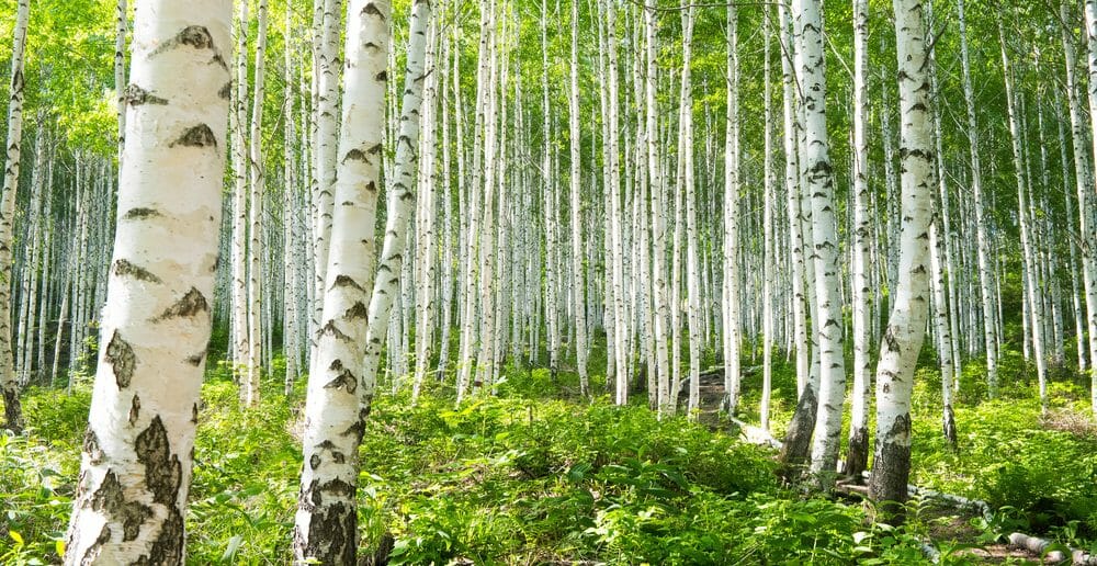 le-bouleau-efficace-contre-la-cellulite