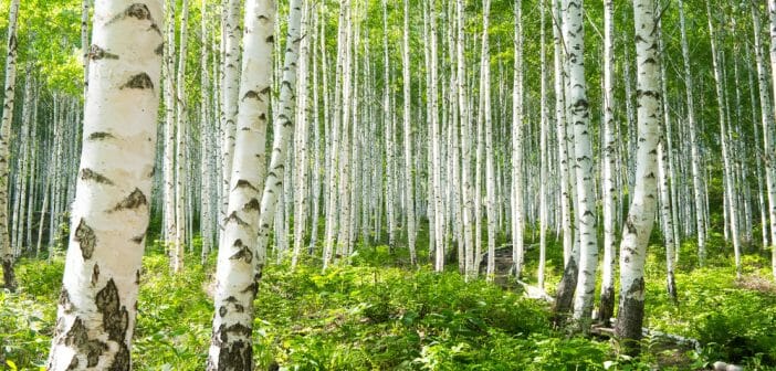 le-bouleau-efficace-contre-la-cellulite