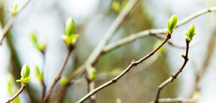 les-bourgeons-efficace-contre-la-cellulite